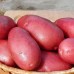 Семенной картофель Ред Скарлет 2 кг